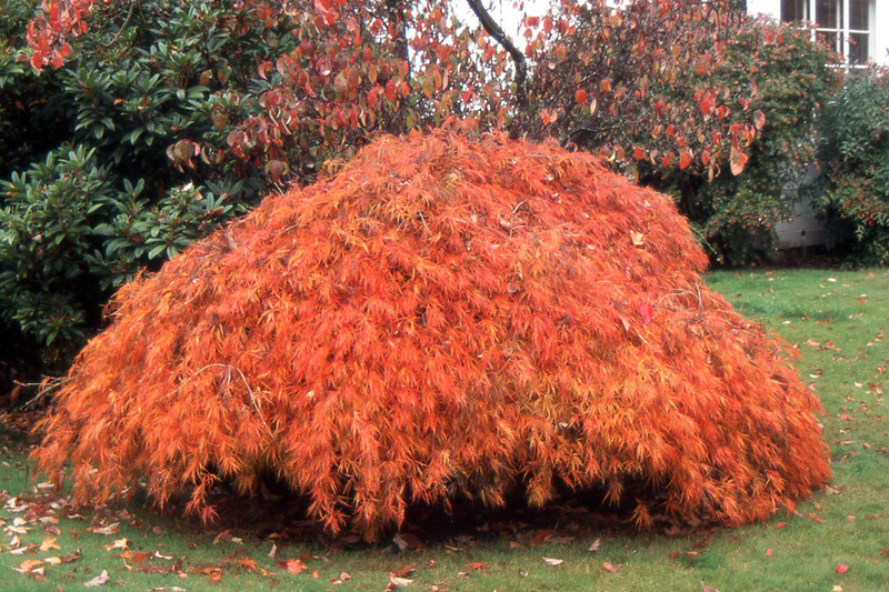 ACER PALM. DISS. ATROPURPUREUM