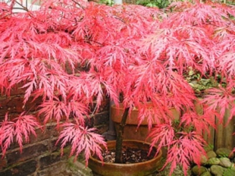 ACER PALM. DISSECTUM