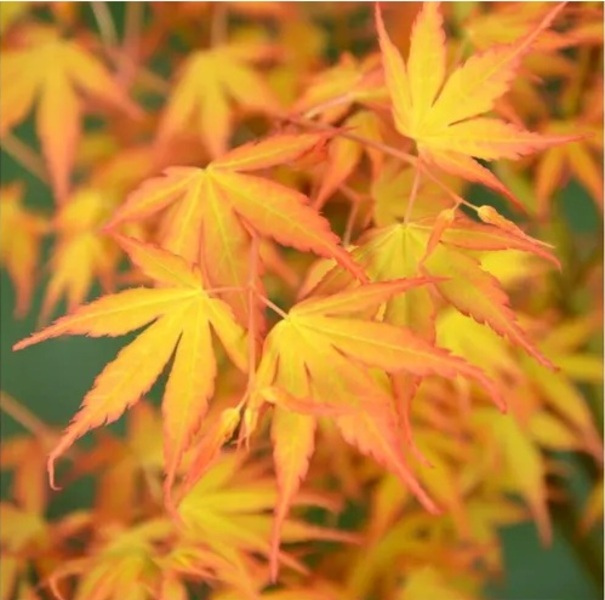 ACER PALM. KATSURA