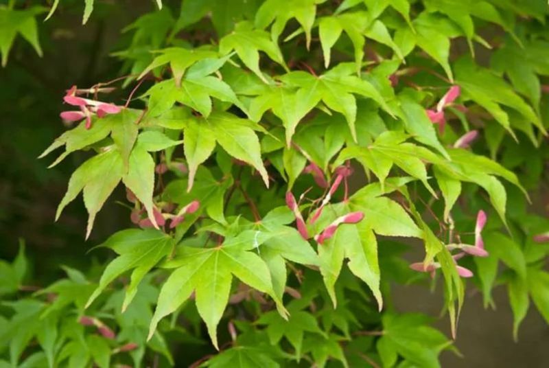 ACER PALM. OSAKAZUKI