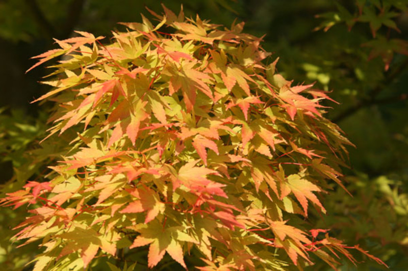 ACER PALM. SANGOKAKU