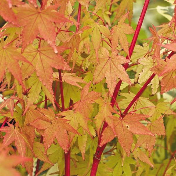 ACER PALM. SANGOKAKU