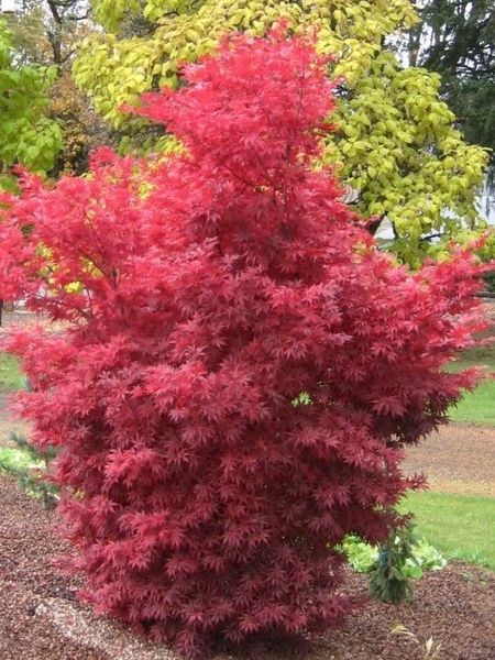 ACER PALM. SKEETER'S BROOM