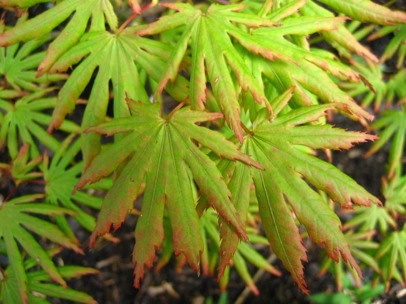 ACER PALM. TROMPENBURG