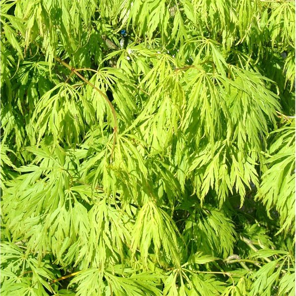 ACER PALM. VIRIDIS