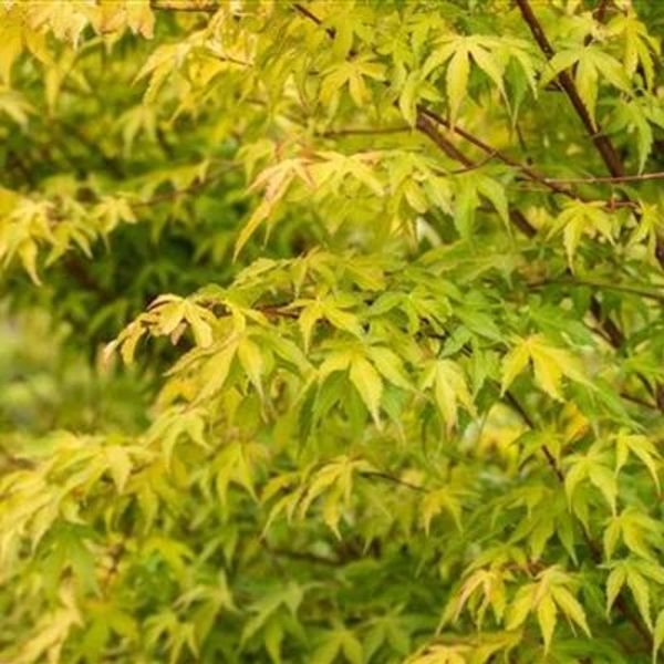 ACER PALM. KATSURA