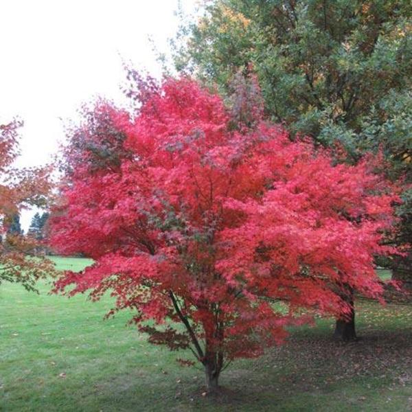 ACER PALMATUM SP.