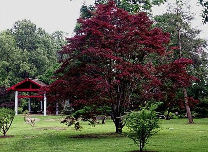 ACER PALM. ATROPURPUREUM