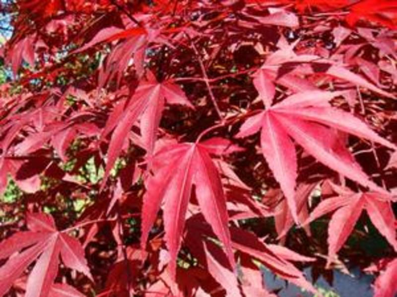 ACER PALM. ATROPURPUREUM
