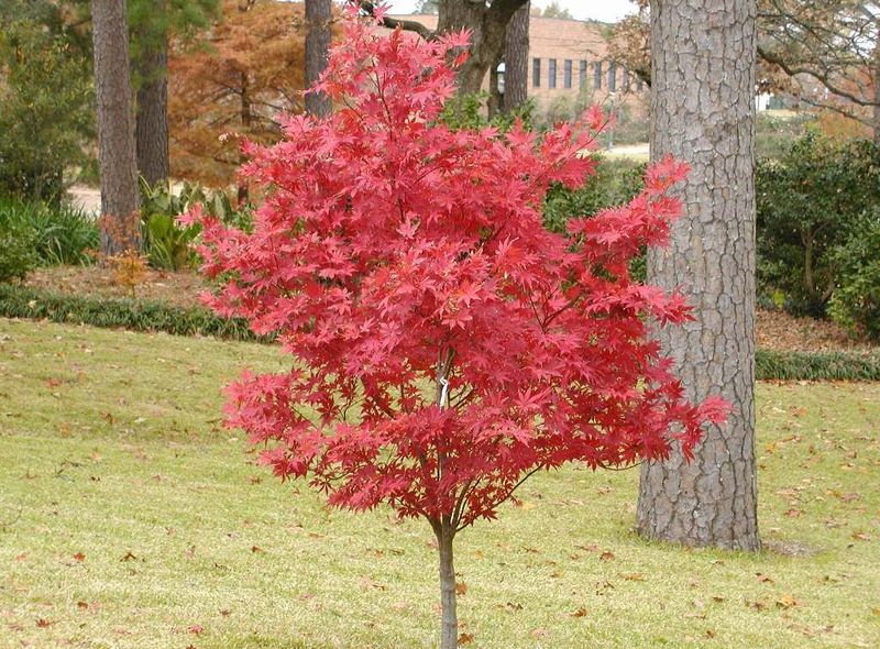 ACER PALM. ATROPURPUREUM