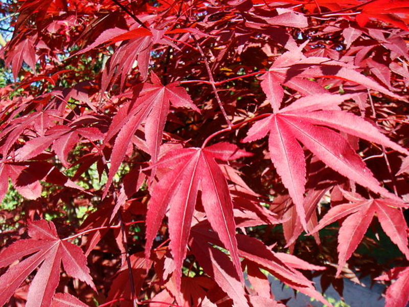 ACER PALMATUM ATROPURPUREUM