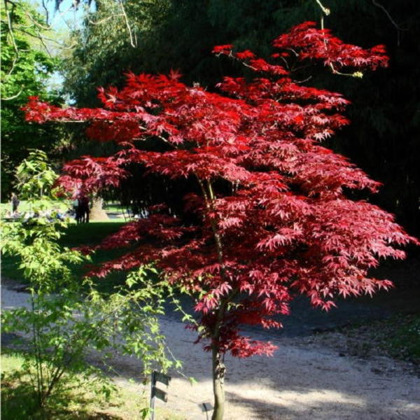 ACER PALMATUM ATROPURPUREUM