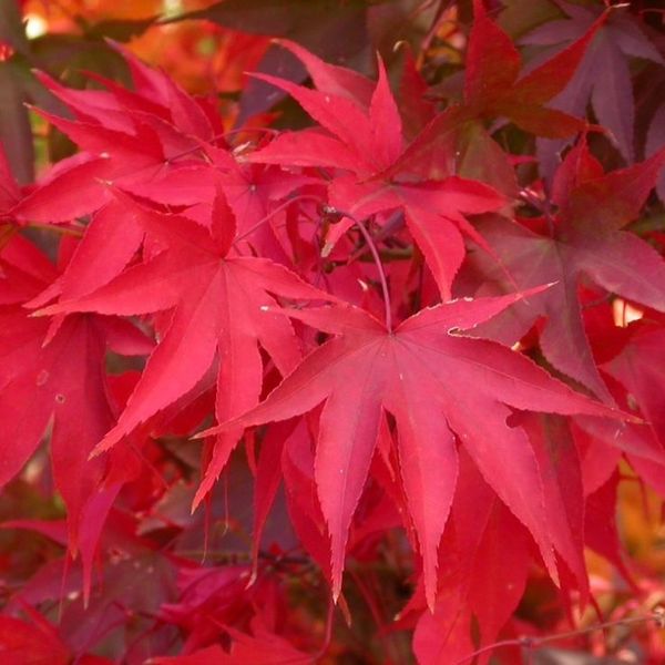 ACER PALM. ATROPURPUREUM