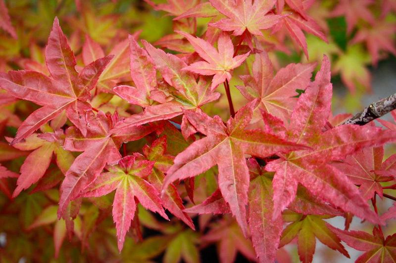 ACER PALMATUM BENI-MAIKO
