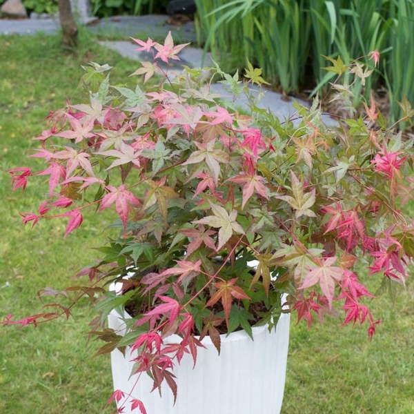 ACER PALMATUM BENI-MAIKO