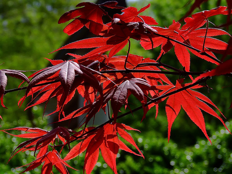 ACER PALM. BLOODGOOD