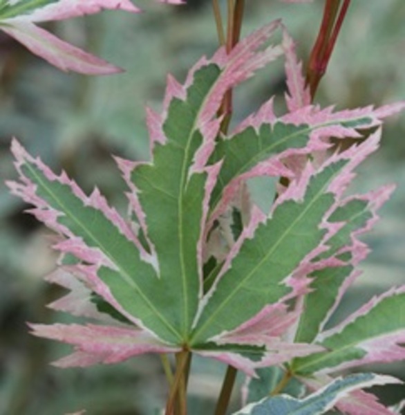 ACER PALM. BUTTERFLY