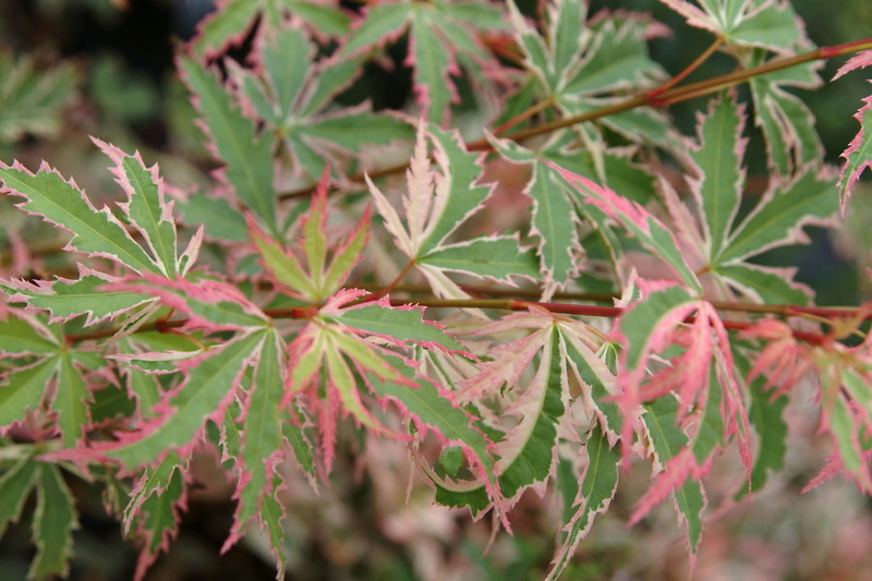 ACER PALM. BUTTERFLY