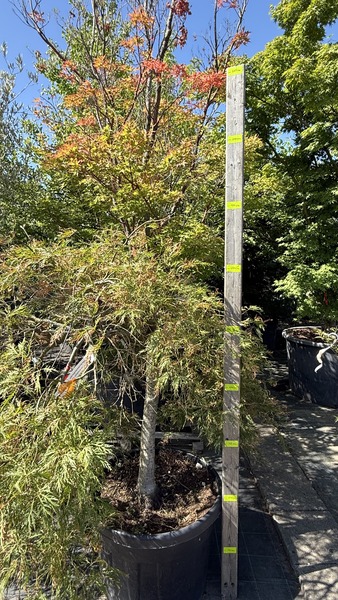 ACER PALMATUM DISS. VIRIDIS