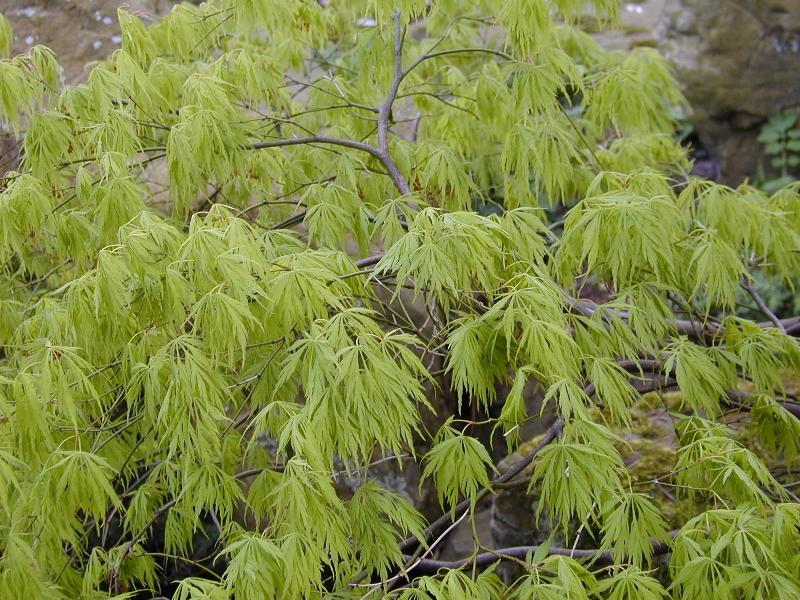 ACER PALM. DISSECTUM