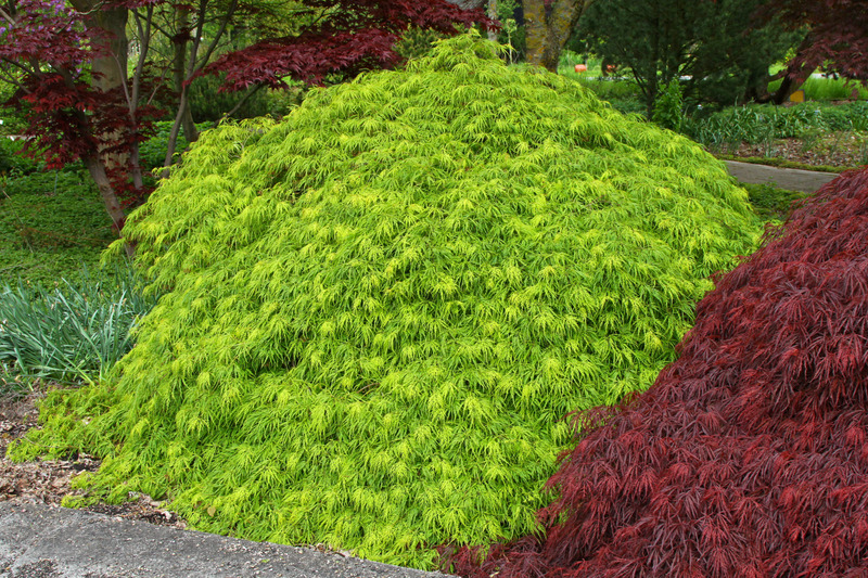 ACER PALM. DISSECTUM