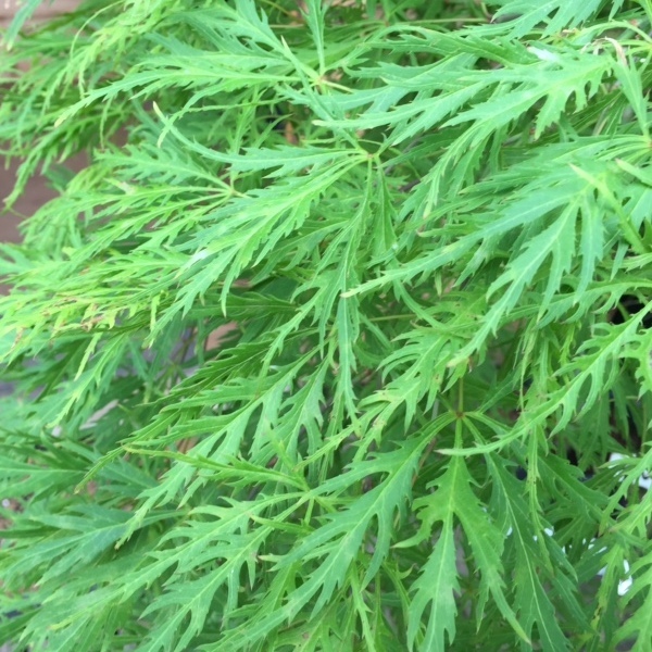 ACER PALM. FLAVESCENS