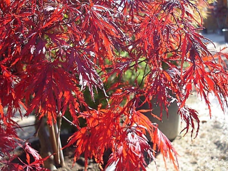 ACER PALM. DISSECTUM GARNET