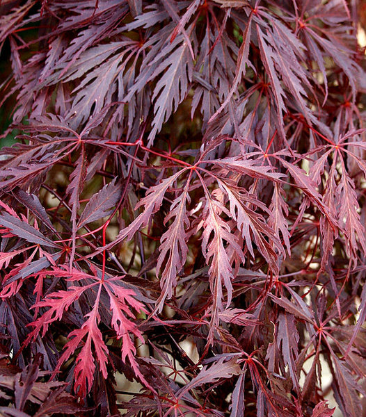 ACER PALM. GARNET