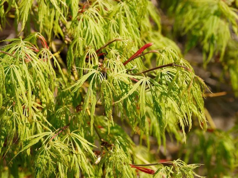 ACER PALM. DISS. VIRIDIS