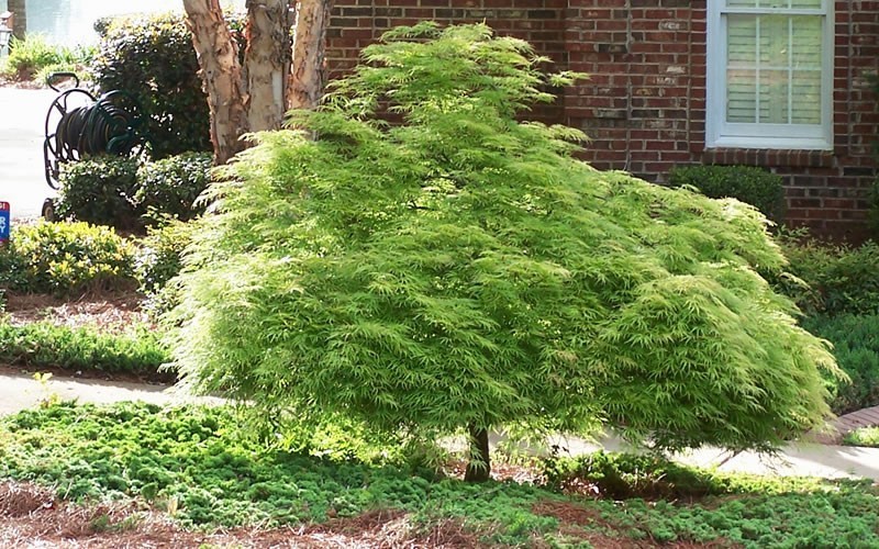 ACER PALM. DISSECTUM VIRIDIS