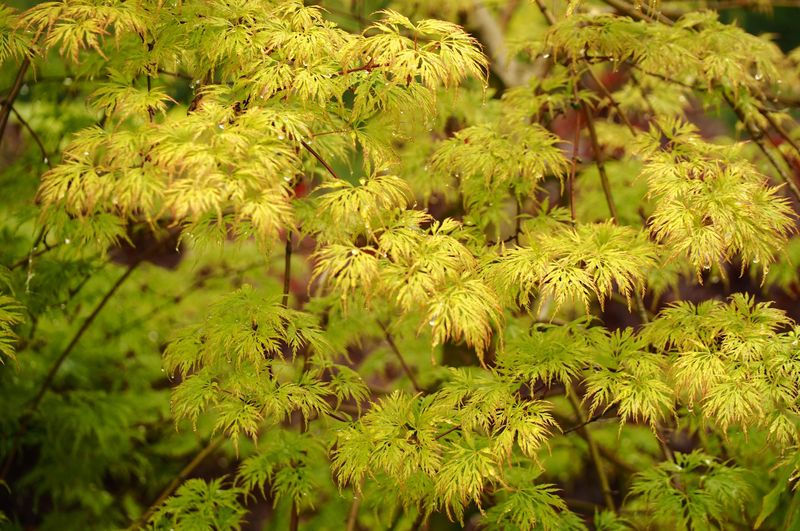 ACER PALM. EMERALD LACE