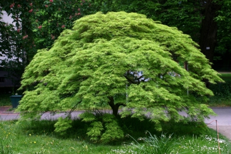 ACER PALMATUM