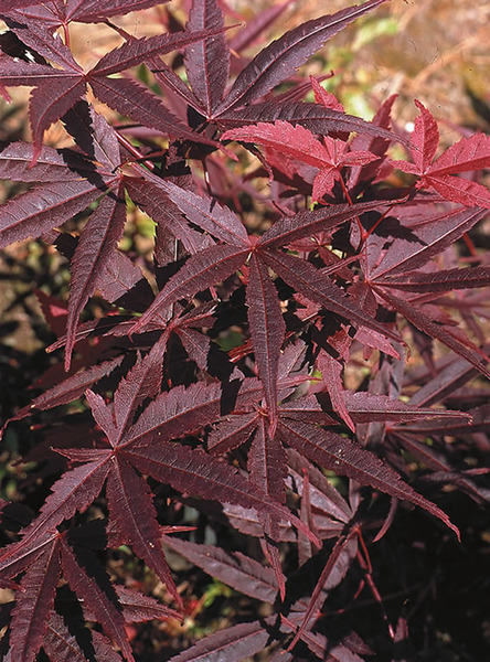 ACER PALM. FIREGLOW