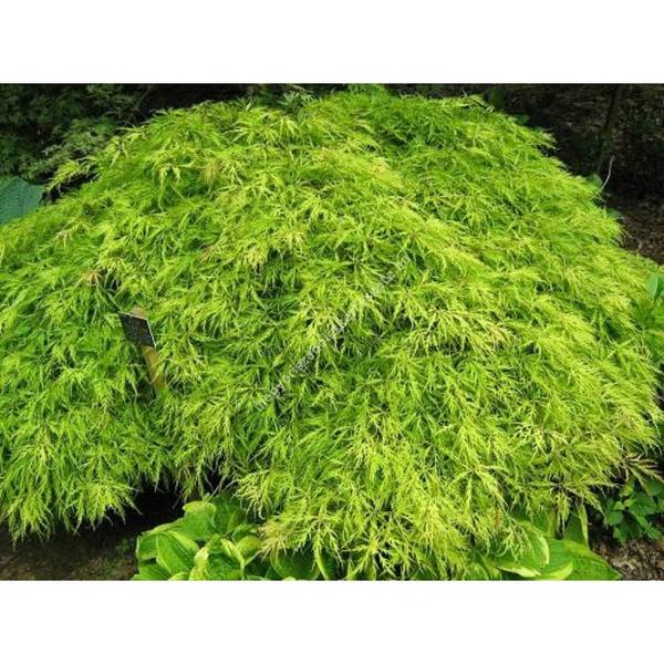 ACER PALM. FLAVESCENS