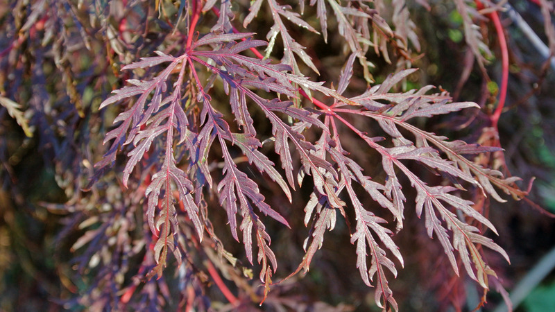 ACER PALM. INABA SHIDARE