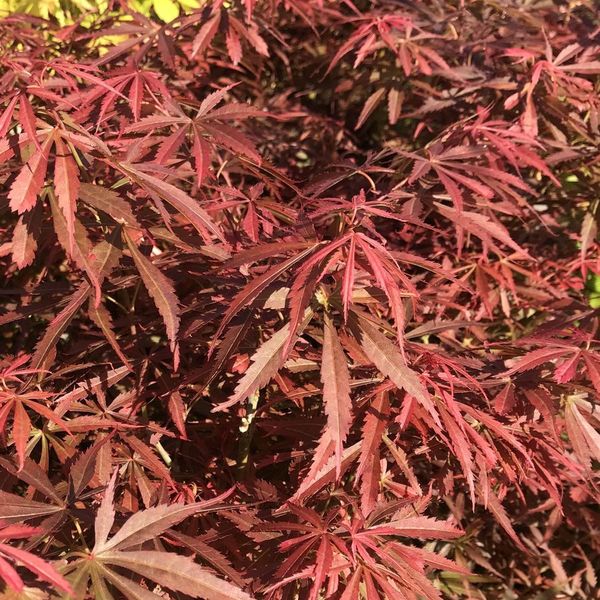 ACER PALM. JERRE SCHWARTZ