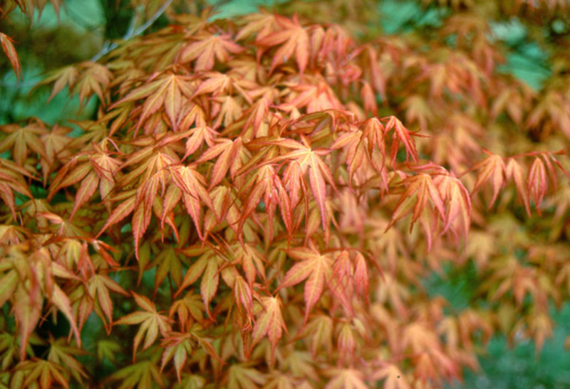 ACER PALM. KATSURA
