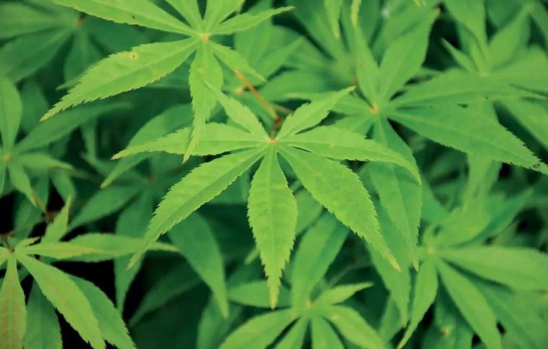 ACER PALM. KOGANE NISHIKI