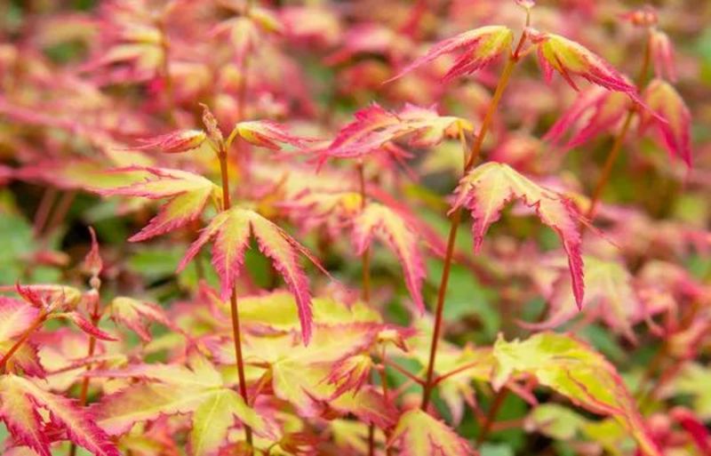 ACER PALM. LITTLE PRINCESS