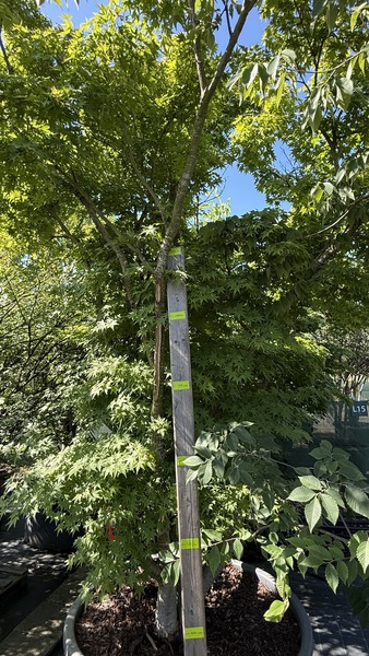 ACER PALMATUM