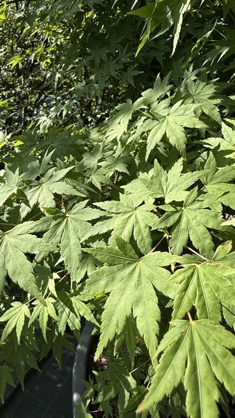 ACER PALMATUM
