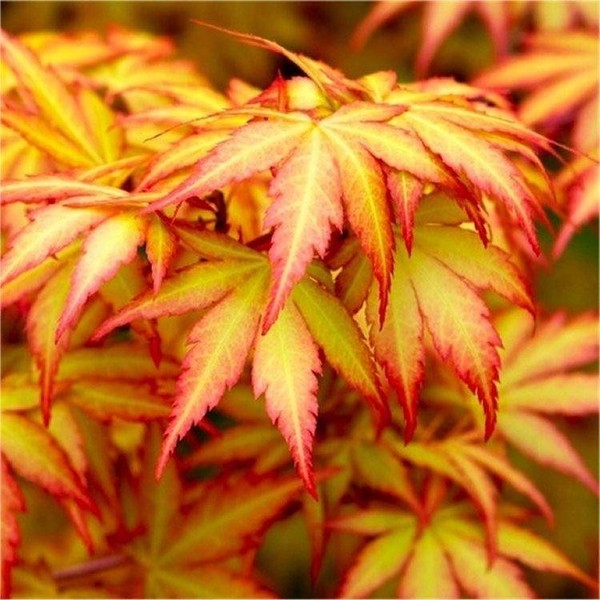 ACER PALMATUM ORANGE DREAM