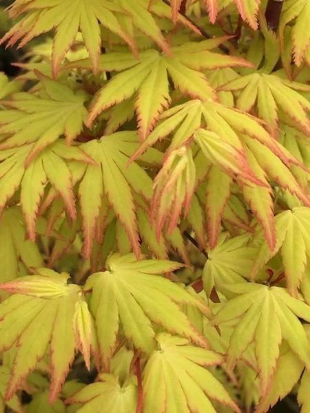 ACER PALM. ORANGE DREAM