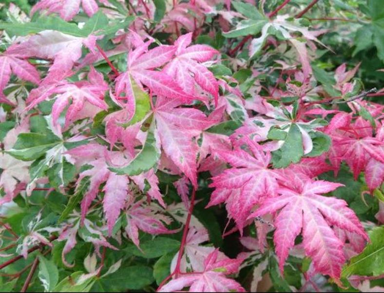 ACER PALM. ORIDONO NISHIKI