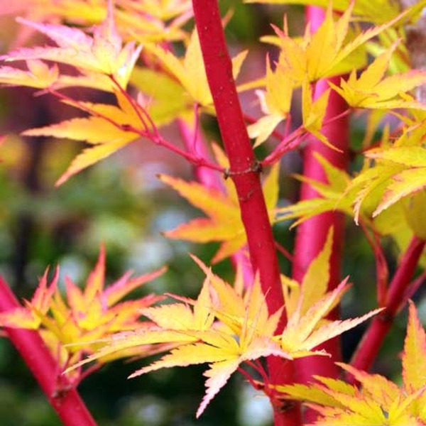 ACER PALM. SKEETER'S BROOM