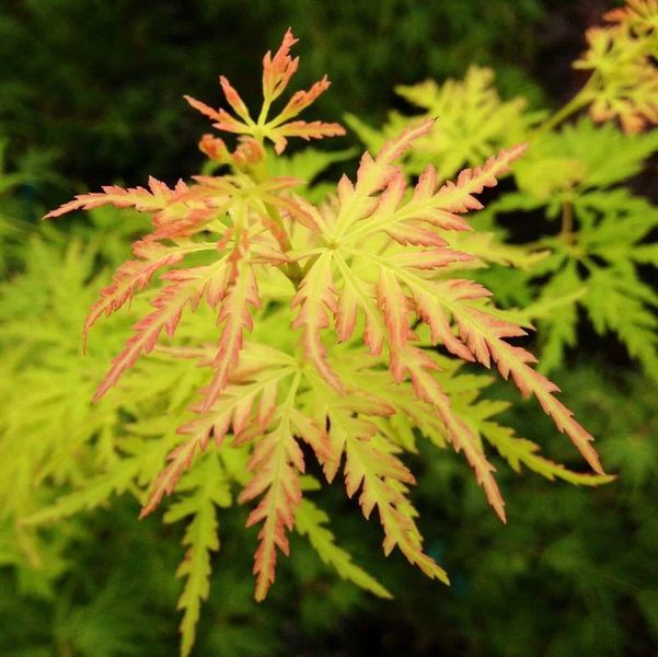 ACER PALM. SEIRYU
