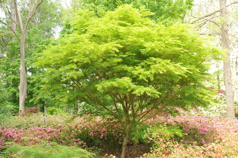ACER PALM. SEIRYU