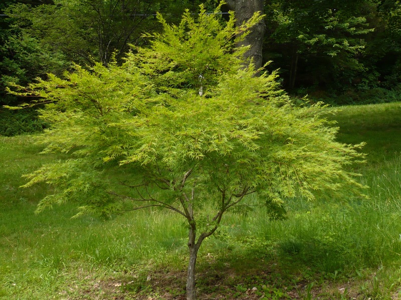 ACER PALM. SEIRYU
