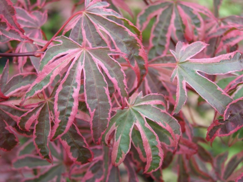 ACER PALM. SHIRAZZ