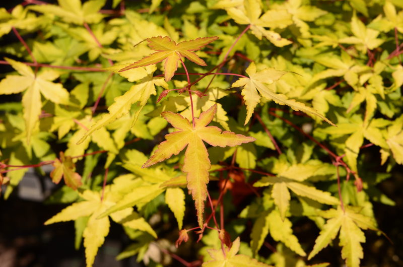 ACER PALM. SODE NISHIKI
